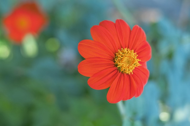 仅输掉比赛 仅输掉比赛